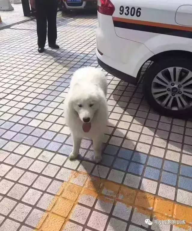 薩摩耶混吃混喝1個月 交警隊尋主人:我們被吃窮了 薩摩耶混吃混喝1個月 交警隊尋主人:我們被吃窮了