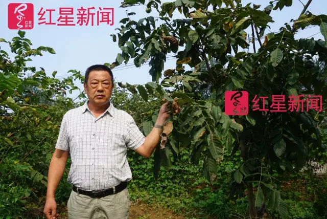 文玩核桃遇冷由幾萬(wàn)一對(duì)降到5元沒(méi)人要？商戶否認(rèn)