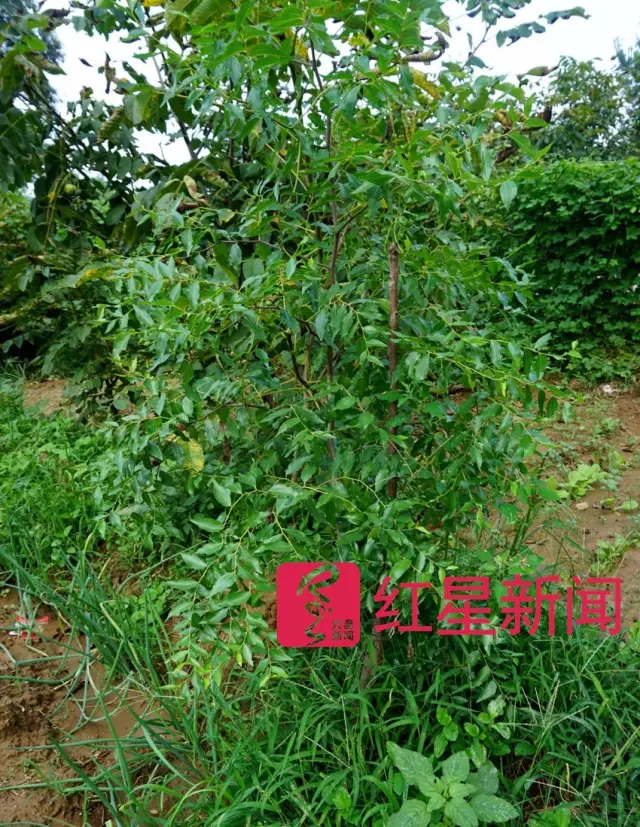 文玩核桃遇冷由幾萬(wàn)一對(duì)降到5元沒(méi)人要？商戶否認(rèn)