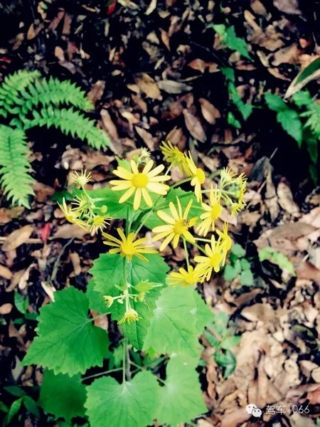 不僅有樹，還有美麗的小花花！