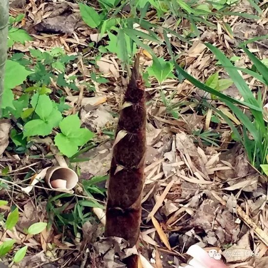 咦~這是什么？能吃嗎？