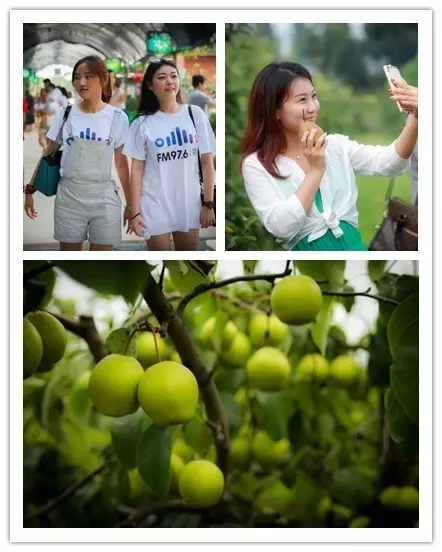 美女與香梨，你更愛哪一個？！