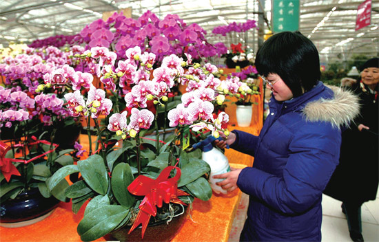 春節(jié)即將來臨，蝴蝶蘭依舊是節(jié)日花卉市場(chǎng)上最吸引眼球的品種，但銷量沒有去年同期好