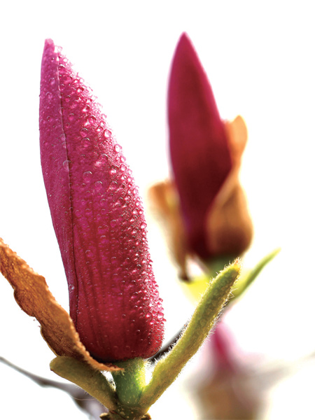 在鄭州，玉蘭才是春的使者