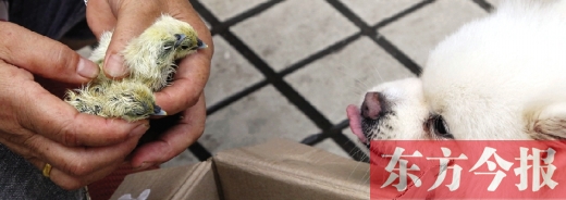 彭女士從老家?guī)?lái)的毛雞蛋，應(yīng)該屬于“活胎毛蛋”