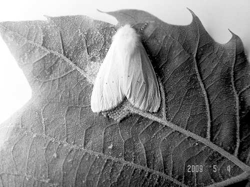 美國白蛾物種入侵河南55縣 40℃燙不死零下16℃凍不死 美國白蛾物種入侵河南55縣 40℃燙不死零下16℃凍不死