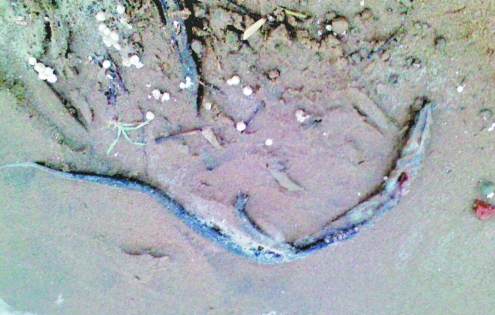 鄭州龍湖北岸大批量蛇鱔死亡 經(jīng)鑒定屬“外來(lái)戶(hù)” 鄭州龍湖北岸大批量蛇鱔死亡 經(jīng)鑒定屬“外來(lái)戶(hù)”