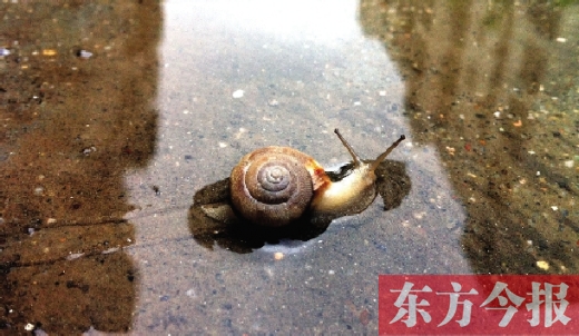 堵車俺不怕，就怕發(fā)大水，這不，一大早蹚水過街，現(xiàn)在已經是下午了，俺還在馬路中間呢