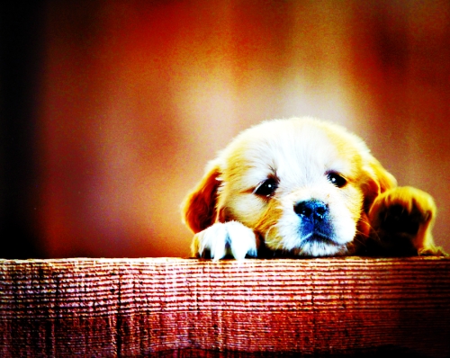 寵物診療市場貓膩多 獸藥虛高“獸醫(yī)”多無證 寵物診療市場貓膩多 獸藥虛高“獸醫(yī)”多無證