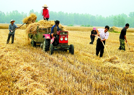 6月1日，舞鋼市礦建街道張我莊村幫扶隊(duì)員在幫村民收秸稈。
