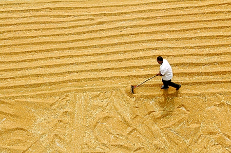 6月7日，內(nèi)黃縣城關(guān)鎮(zhèn)農(nóng)民在晾曬小麥。