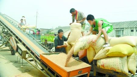 7月9日，在汝南縣古塔街道糧所收購(gòu)庫(kù)點(diǎn)，古塔街道五里崗村村民正在售糧。