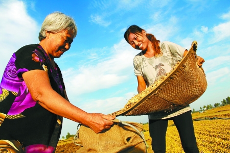 8月24日，內(nèi)黃縣城關(guān)鎮(zhèn)農(nóng)民在收獲早熟花生。