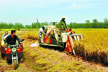 8月25日，農(nóng)機(jī)手在固始縣泉河鄉(xiāng)王樓村稻田里開(kāi)始機(jī)收水稻。