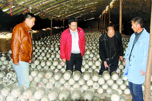 張泉鑫（左二）指導(dǎo)食用菌種植戶解決技術(shù)難題。