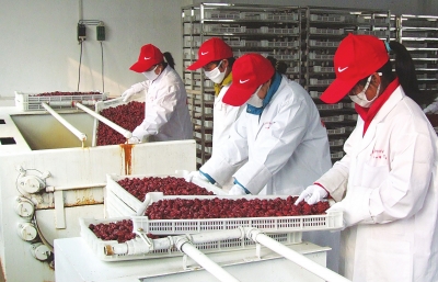 雖是寒冬，內(nèi)黃紅棗加工生產(chǎn)依然熱火朝天。