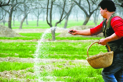 3月18日，內(nèi)黃縣城關(guān)鎮(zhèn)農(nóng)民在給小麥?zhǔn)┓?。眼下正是冬小麥返青的關(guān)鍵時(shí)期，內(nèi)黃縣廣大農(nóng)民積極開展以澆水