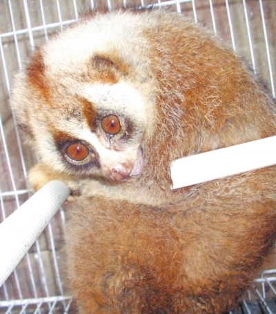 小區(qū)里“遛來”國家一級保護動物 小區(qū)里“遛來”國家一級保護動物