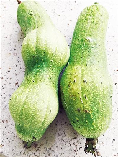 漯河市民菜市場(chǎng)買細(xì)長(zhǎng)絲瓜 放四天“長(zhǎng)胖” 文/圖 本報(bào)記者 吳艷敏 漯河市民菜市場(chǎng)買細(xì)長(zhǎng)絲瓜 放四天“長(zhǎng)胖” 文/圖 本報(bào)記者 吳艷敏