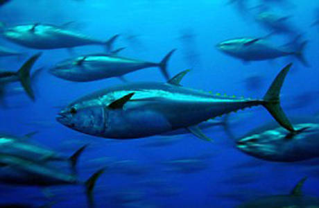 大學(xué)生撿到巨型藍(lán)鰭金槍魚 大學(xué)生撿到巨型藍(lán)鰭金槍魚