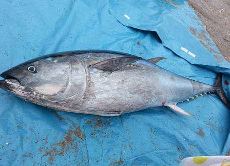 大學(xué)生撿到巨型藍(lán)鰭金槍魚 大學(xué)生撿到巨型藍(lán)鰭金槍魚