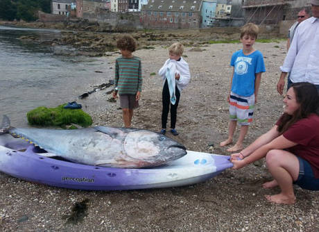 大學(xué)生撿到巨型藍(lán)鰭金槍魚 大學(xué)生撿到巨型藍(lán)鰭金槍魚