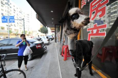 女子網(wǎng)購羊駝被當(dāng)狗 女子網(wǎng)購羊駝被當(dāng)狗