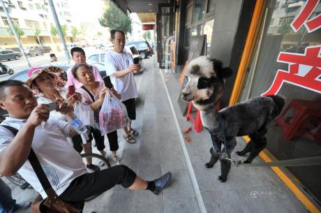 女子網(wǎng)購羊駝被當(dāng)狗 女子網(wǎng)購羊駝被當(dāng)狗