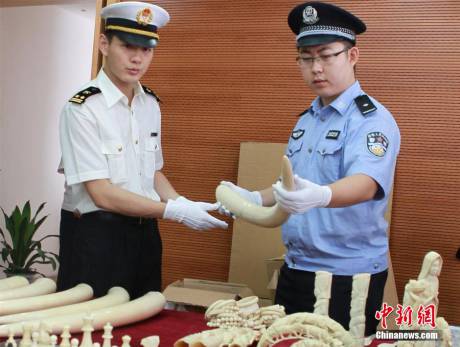 寧波海關(guān)查獲走私珍貴動(dòng)物制品 寧波海關(guān)查獲走私珍貴動(dòng)物制品