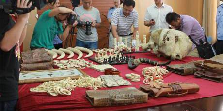 寧波海關(guān)查獲走私珍貴動(dòng)物制品 寧波海關(guān)查獲走私珍貴動(dòng)物制品