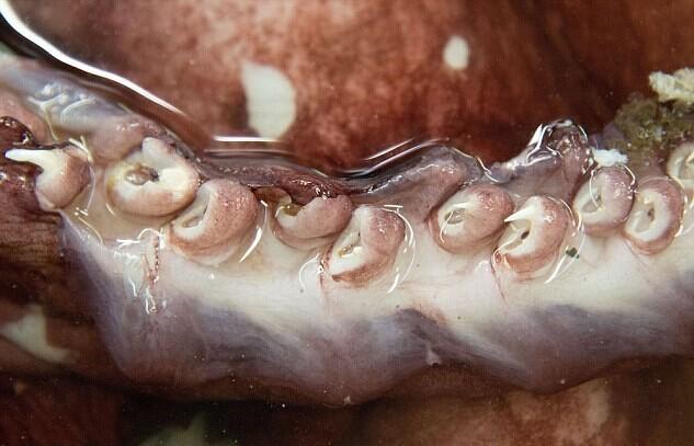 南極驚現(xiàn)350公斤巨型魷魚 南極驚現(xiàn)350公斤巨型魷魚