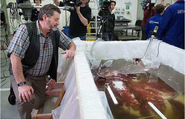 南極驚現(xiàn)350公斤巨型魷魚 南極驚現(xiàn)350公斤巨型魷魚