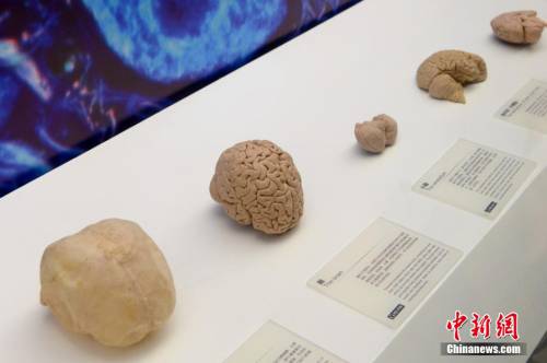 生命奧秘博物館入駐周莊 生命奧秘博物館入駐周莊