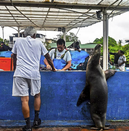 海獅變魚攤?？?排隊“購買”金槍魚