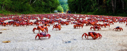 圣誕島紅蟹大遷徙 公路 圣誕島紅蟹大遷徙 公路