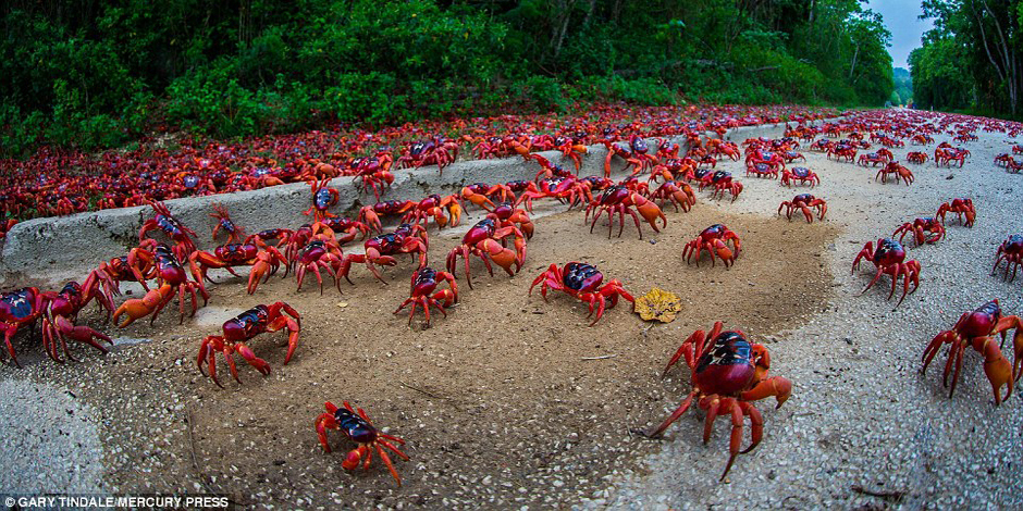 圣誕島紅蟹大遷徙 公路 圣誕島紅蟹大遷徙 公路