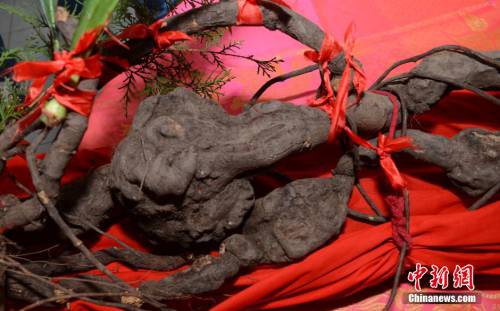 金華一村民疑似挖到千年野生何首烏 金華一村民疑似挖到千年野生何首烏