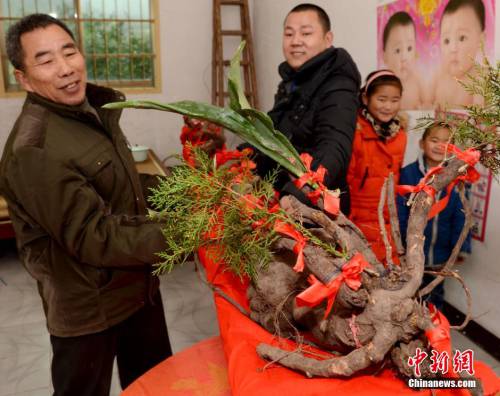 金華一村民疑似挖到千年野生何首烏 金華一村民疑似挖到千年野生何首烏