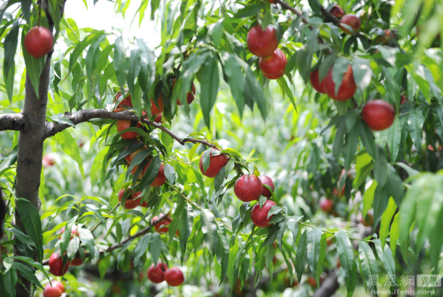 陜西：果農(nóng)將滯銷桃倒進河道