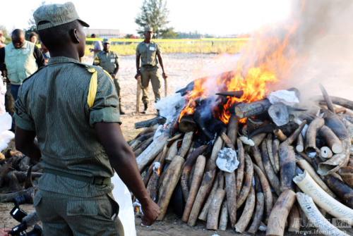 需要燒24小時才能燒完的象牙