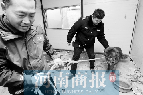 麻藥起作用后，這只藏獒被執(zhí)法人員控制