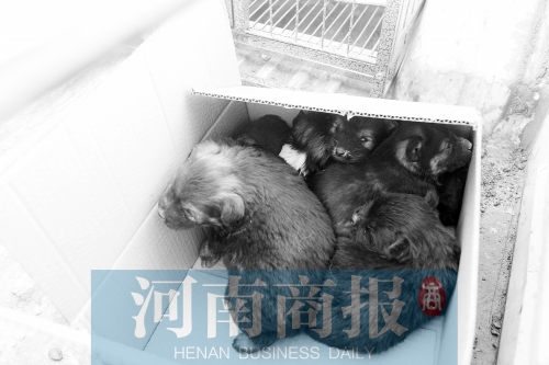 一家只能養(yǎng)一只狗，多余的被暫扣