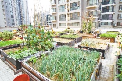  小區(qū)3層商鋪的樓頂是個(gè)大平臺(tái)，個(gè)人圍起來(lái)的“小菜園”約有50多個(gè)。