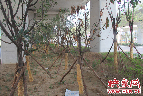 北三環(huán)經(jīng)三路橋下種的樹(shù)木有的葉子已經(jīng)干枯。