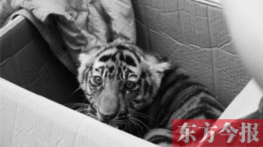 三門峽6人團(tuán)伙集資25萬網(wǎng)購孟加拉幼虎被抓獲 三門峽6人團(tuán)伙集資25萬網(wǎng)購孟加拉幼虎被抓獲