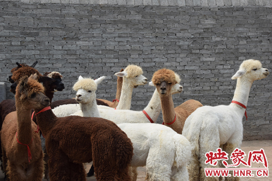 今年11月-12月,我省將再從智利引進210只羊駝。