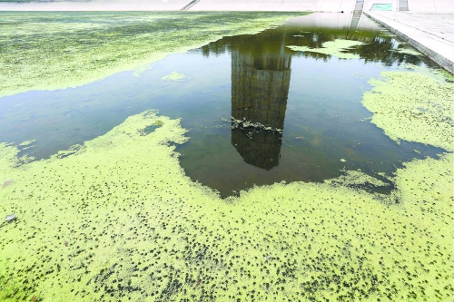 幾近干涸、臭氣熏天、長滿水草的東風(fēng)渠，已不見往日容顏　 記者 侯建勛/攝