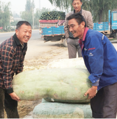 新鄉(xiāng)菜農(nóng)種出“巨無霸”冬瓜 重150斤需兩個(gè)壯漢抬 新鄉(xiāng)菜農(nóng)種出“巨無霸”冬瓜 重150斤需兩個(gè)壯漢抬