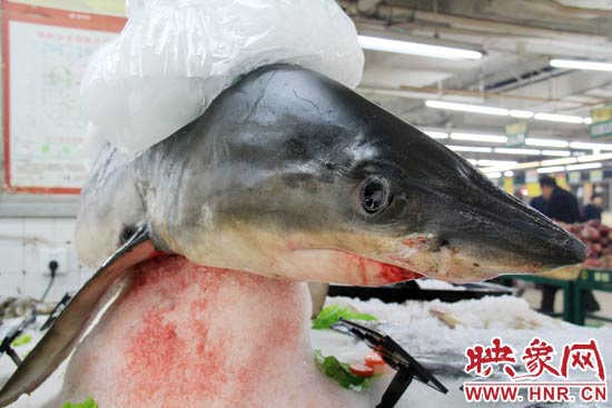 這條鯊魚長(zhǎng)約1.5米，寬約0.5米，上身被碎冰覆蓋，保存較完整。