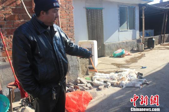 圖為家禽收購(gòu)點(diǎn)的陳姓工作人員介紹，是這些愛(ài)狗人士的封堵讓這些兔子無(wú)辜死去?！●R義恒　攝